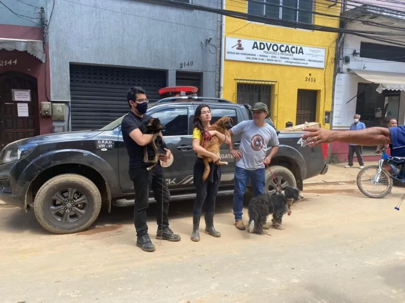Pelo menos 50 animais já foram resgatados