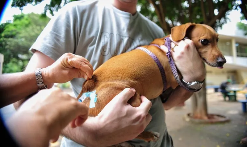 Cães e gatos de São Gonçalo – com mais de três meses de vida – poderão se vacinar 