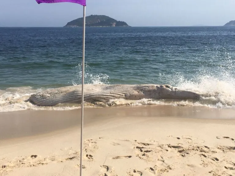 Animal apareceu na orla da praia