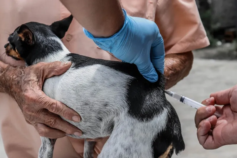 Mais de 31 mil cães e gatos foram vacinados 