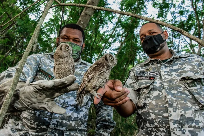 A soltura foi realizada por agentes do Grupamento Especial de Proteção Ambiental (GEPAM) da Guarda Municipal.