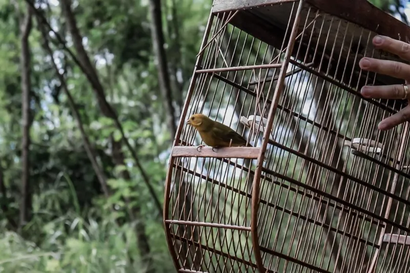 Aves que foram apreendidas foram soltas à natureza