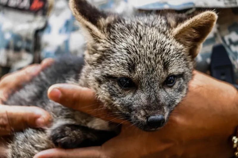 Filhote de Cachorro-do-Mato é resgatado em Itaboraí