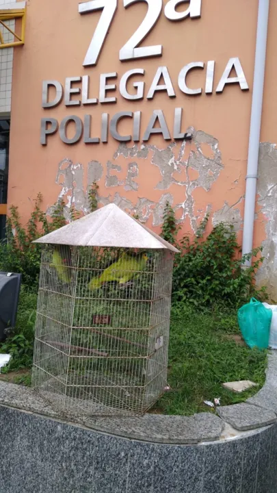 . Os agentes recolheram dois papagaios sem anilha, em gaiolas sujas e sem as mínimas condições para serem utilizadas