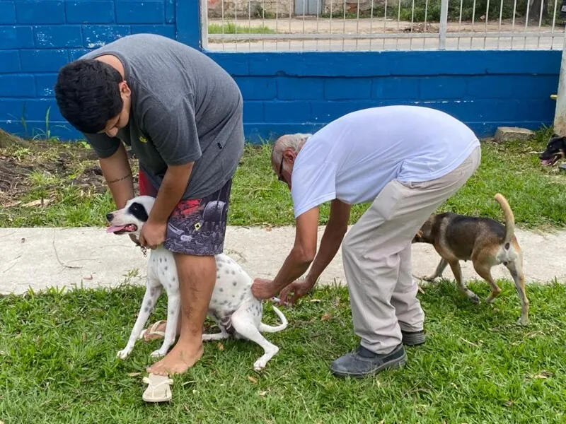 Cães e gatos foram vacinados contra a raiva