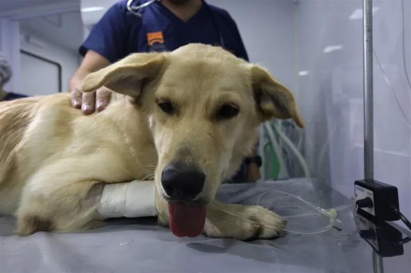 O app também terá uma galeria de fotos de animais que estão disponíveis para adoção, com informações detalhadas sobre os bichinhos