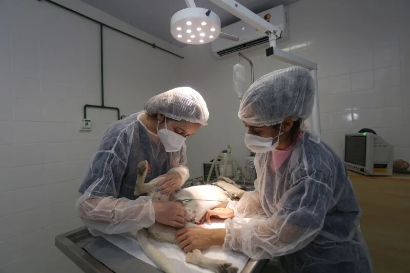 Unidade Móvel totalizou 1140 castrações no ano passado