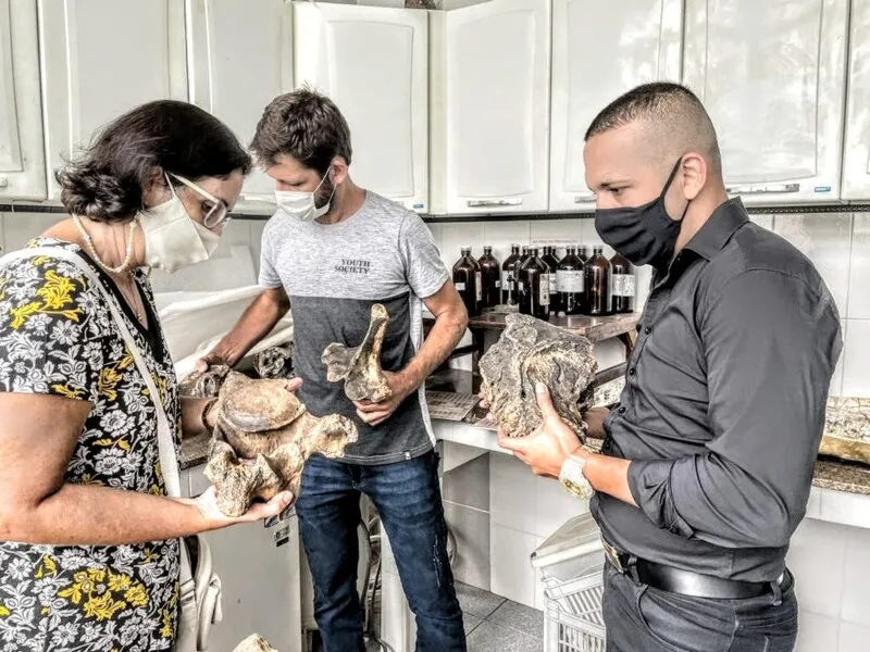 Fósseis estarão em breve para exposição