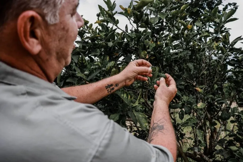 As qualidades das terras itaboraienses podem ser referência nacional e fonte de investimento e desenvolvimento do setor agrícola