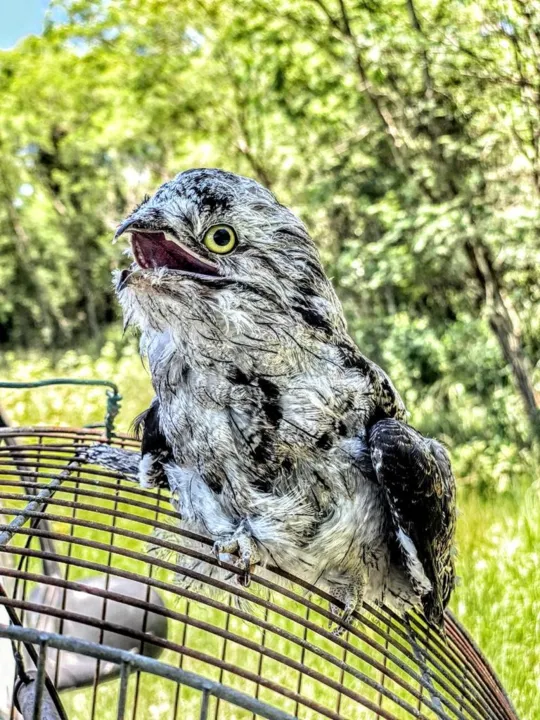 Ave foi resgatada e devolvida à natureza em Itaboraí