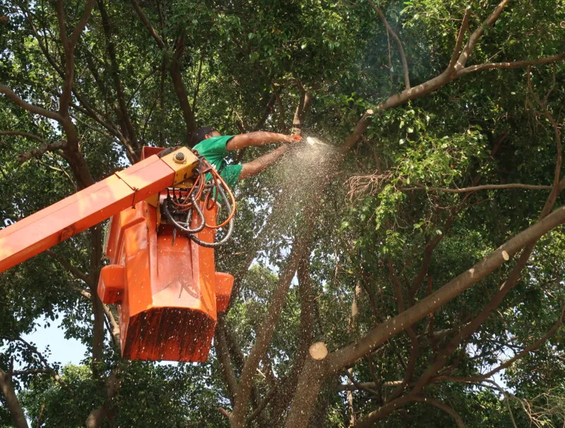 Equipes da Subsecretaria de Parques e Jardins realizaram a poda das árvores no entorno do Instituto Federal Rio De Janeiro Campus São Gonçalo (IFRJ)