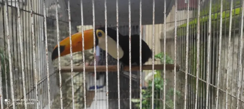Tucano apreendido pela guarnição
