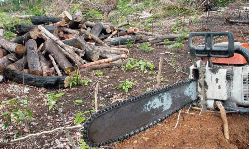 Desmatamento na Amazônia aumentou 30% em 2020