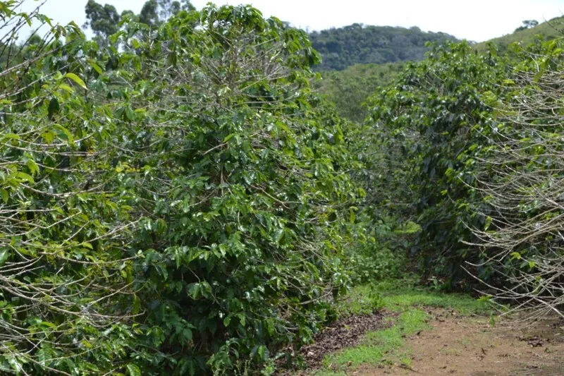 Mercado agropecuário se destaca como forte gerador de renda 