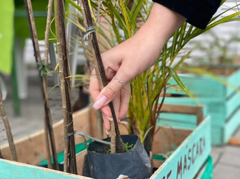 Foram distribuídas aproximadamente 100 mudas de plantas nativas na Mata Atlântica
