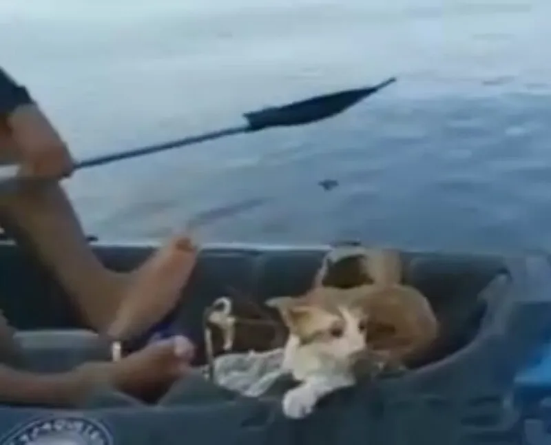 O animal foi localizado na Baía de Guanabara