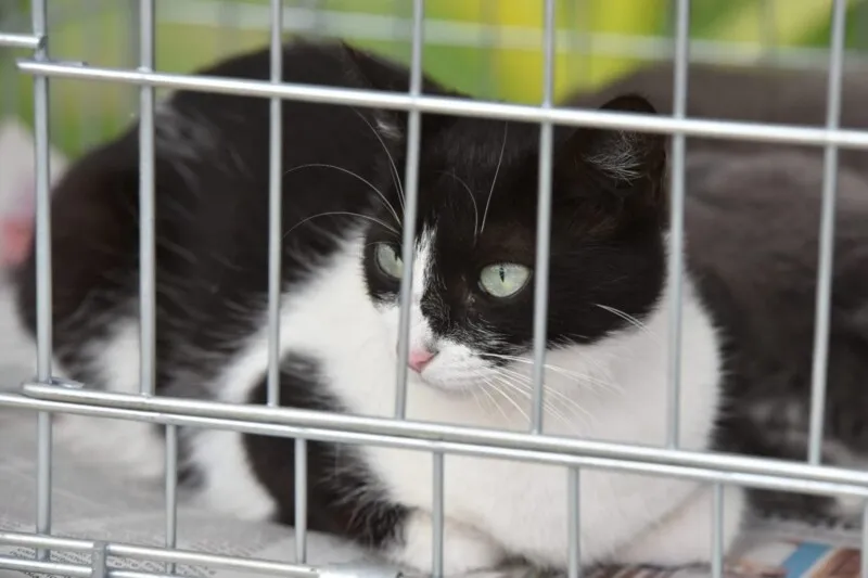 Trinta animais, entre cães e gatos, que foram resgatados das ruas estarão disponíveis para adoção responsável