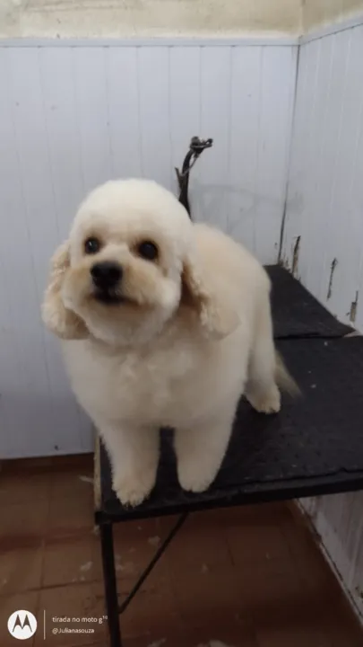 Animal foi visto pela última vez no Mutuapira