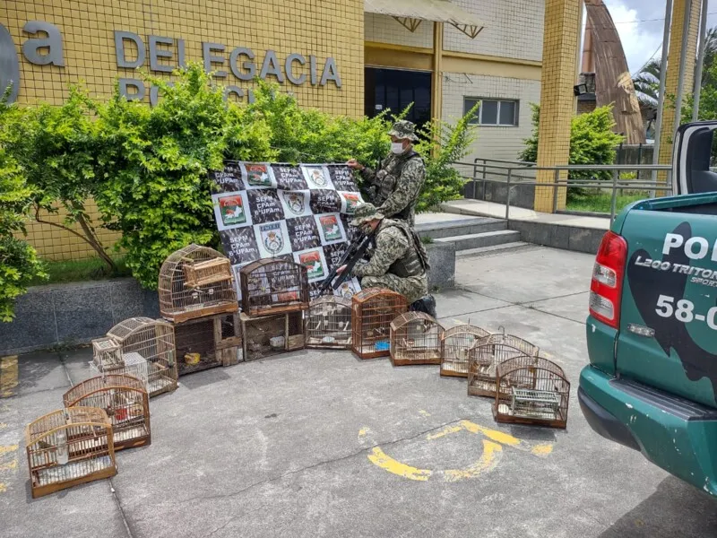 Aves resgatadas por agentes da 6ª UPAm