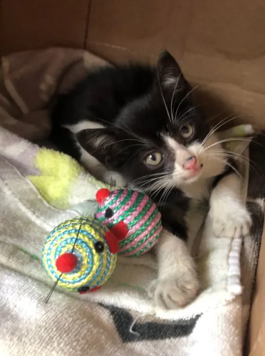 Gato de dois meses foi resgatado 