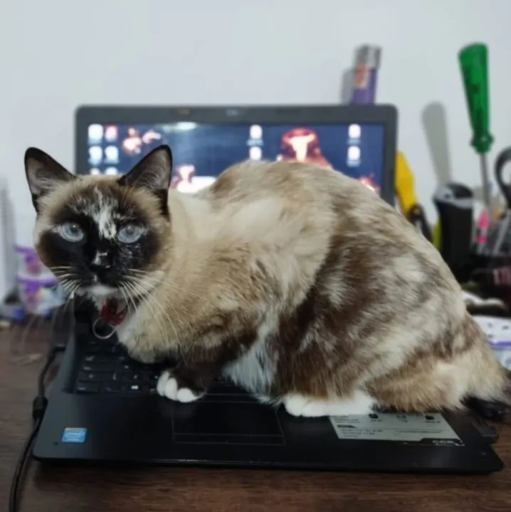 Gata Catarina, está desaparecida desde o feriado do dia 15 de novembro