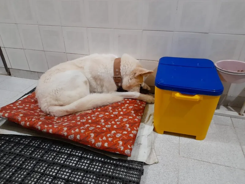 Luna após retornar ao conforto e segurança de seu lar