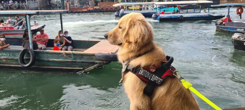 O pet friendly comemora um ano