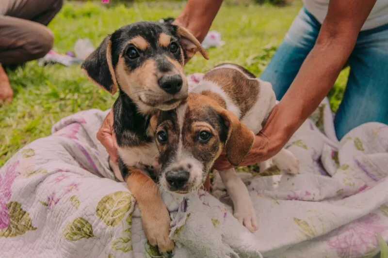 Em média, já foram 250 cães e gatos castrados em Cabo Frio