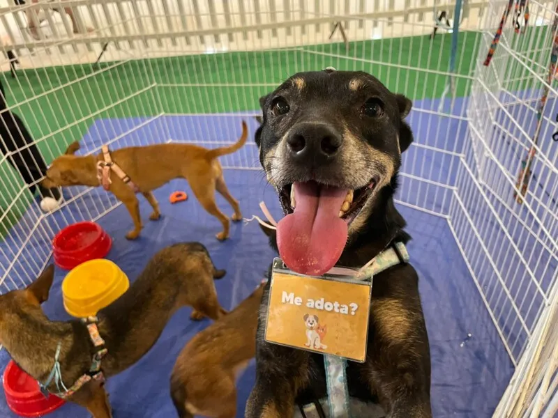 Adoção é um incentivo da Secretaria Municipal de Proteção e Defesa dos Animais 