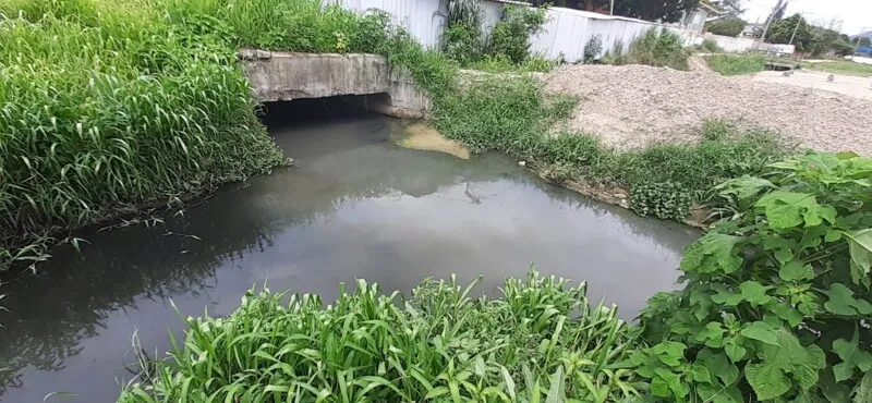 Foram encontrados vários peixes mortos 