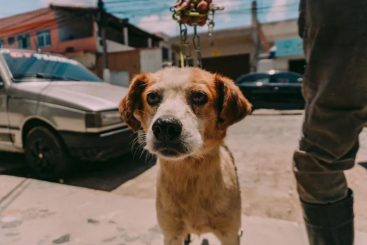 10 mil animais foram castrados em menos de 30 dias no Rio
