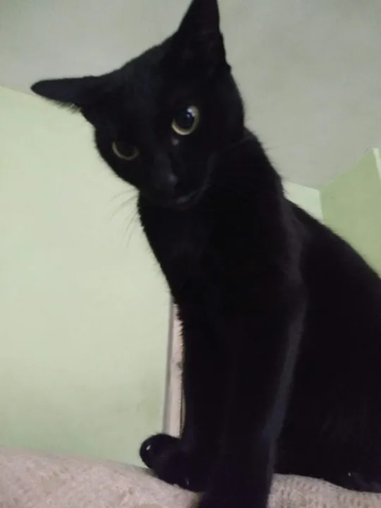 Imagem ilustrativa da imagem Professor oferece recompensa a quem encontrar gato desaparecido