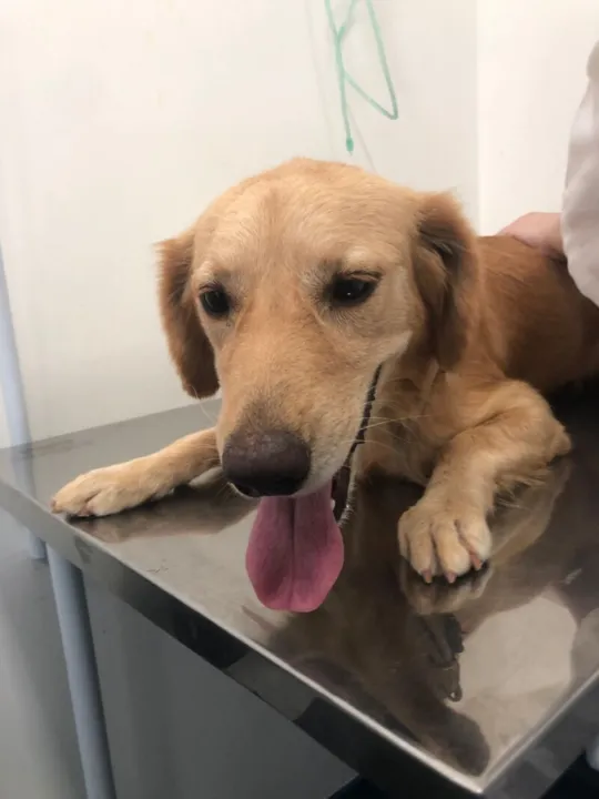 Policiais e a RJPET resgataram o animal