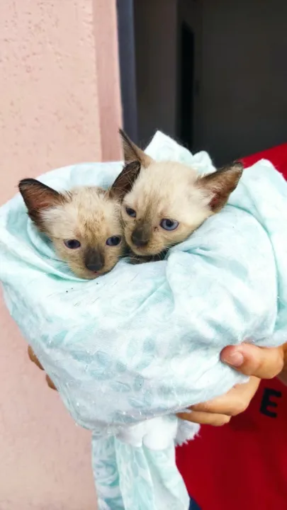 Para a adoção responsável dos animais será necessário ser maior de 18 anos