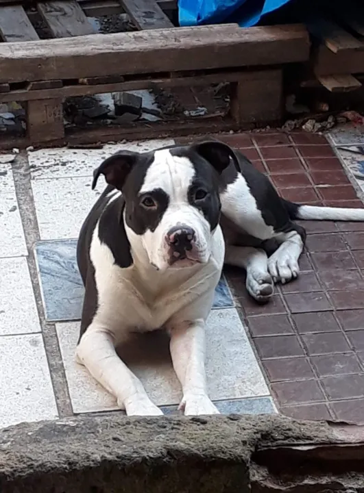 Ragnar, de 2 anos
