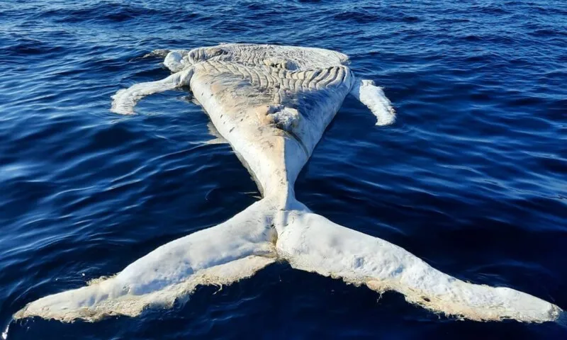 Praias brasileiras têm recorde de encalhe de baleias jubarte 