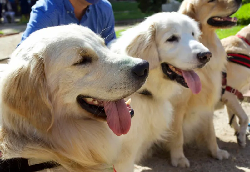 Serão promovidas campanhas de adoção de animais