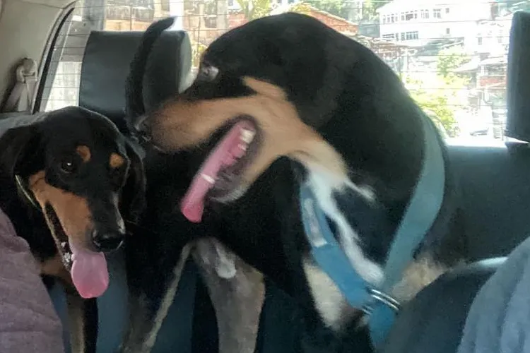 O animais irão passar por exames de perícia