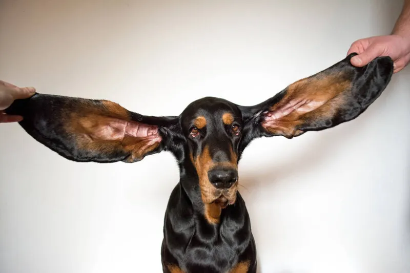 O cachorro americano Lou, que tem as orelhas mais longas do mundo
