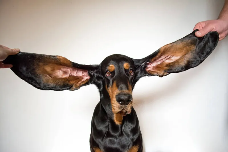 O cachorro americano Lou, que tem as orelhas mais longas do mundo
