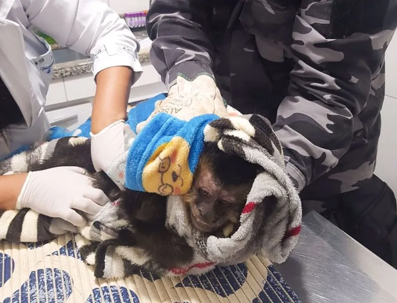 O macaco ficará em posse da Secretaria de Meio Ambiente aldeense até que o INEA averigue a situação legal e defina o destino do animal