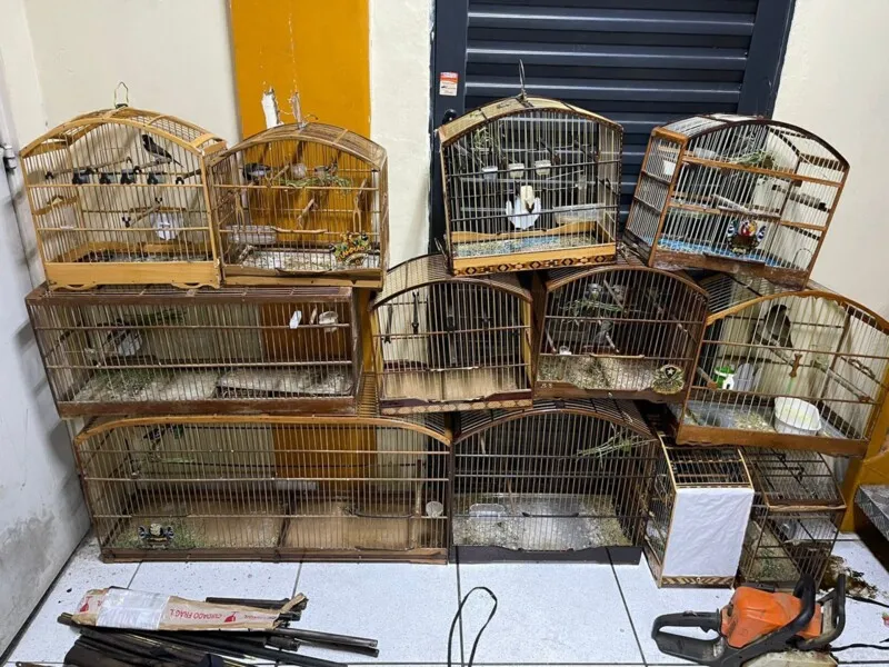 12 pássaros silvestres estavam no local