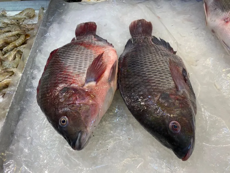 O peixe é um produto altamente nutritivo para o ser humano