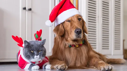 A chegada de um pet deve ser feita com planejamento pelos tutores