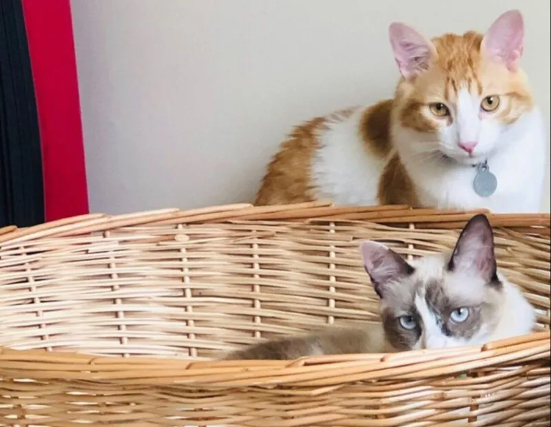 Feira de adoção de animais