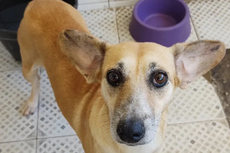 Cerca de 150 cães e gatos estarão disponíveis para adoção