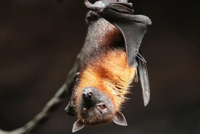 Casos estão relacionados a mordedura de morcego