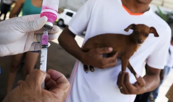 Doença está controlada no Brasil graças a vacinação antirrábica que acontece anualmente