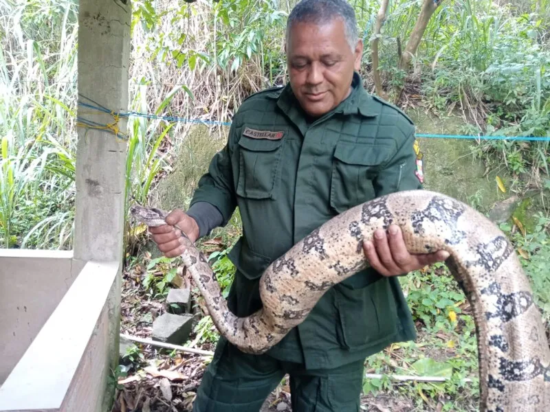 Os agentes ambientais de Niterói são treinados para o resgate dos animais, e o procedimento é feito de acordo com cada espécie