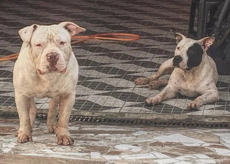Cachorro é da raça American Bullying